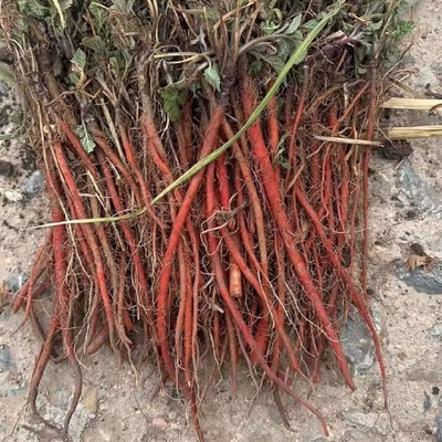 丹參種苗與藥品批發市場的雙軌發展 機遇、挑戰與規范路徑